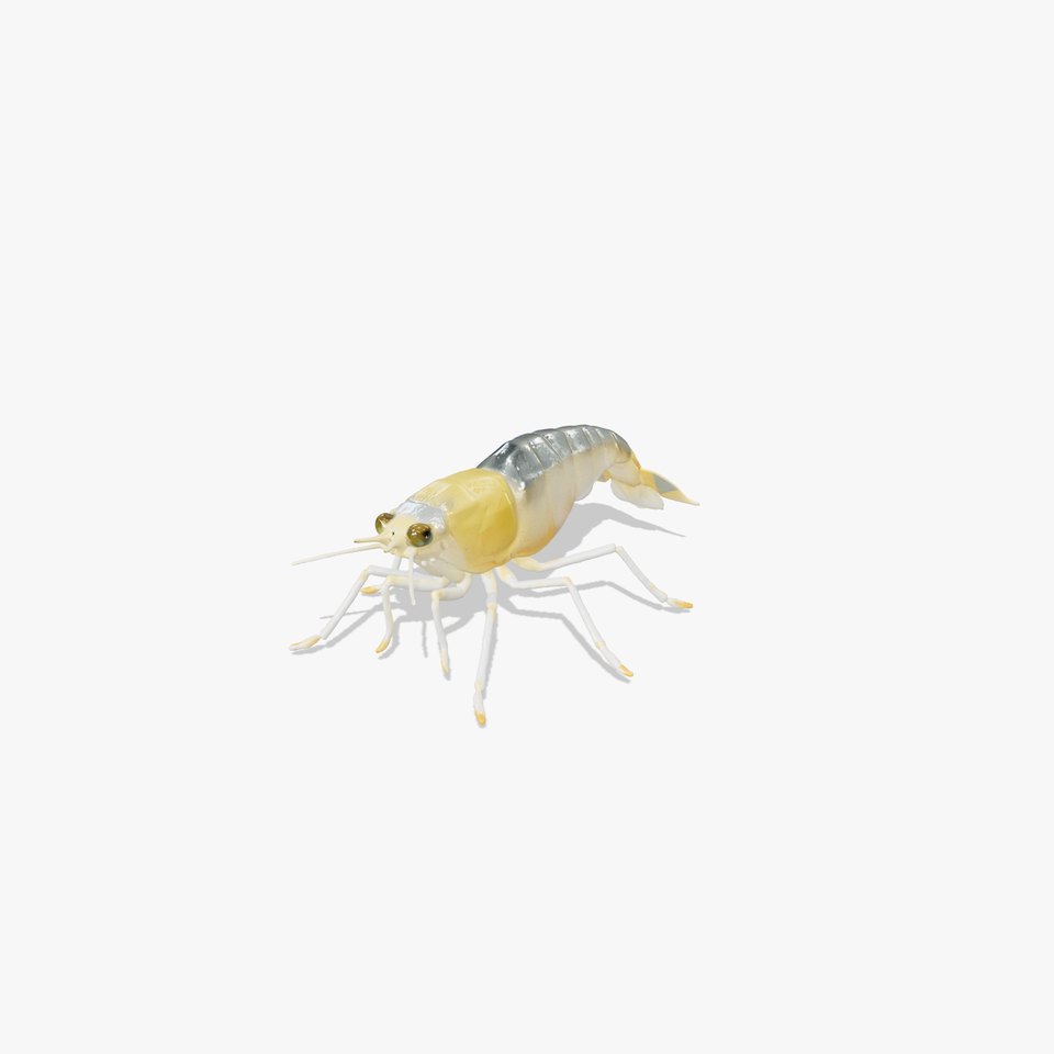 Ghost Shrimp Semi-Transparent Model Pack